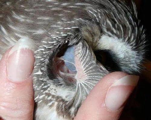 耳虫图片,探寻那些挥之不去的音符魔咒