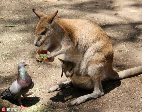 搞笑担当袋鼠,萌动天地，欢乐无限